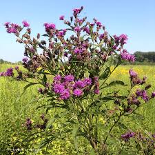 Image result for Vernonia natalensis
