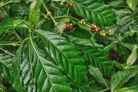 Image result for Psychotria auxopoda