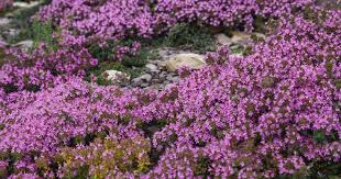 Creeping thyme (thymus praecox 'coccineus') is an amazingly versatile and hardworking accent plant. How To Grow Creeping Thyme Thymus Praecox Gardener S Path