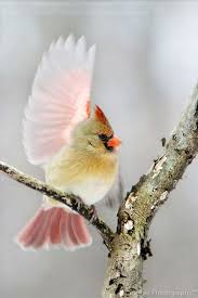 Birds With Yellow Feathers In Michigan Sooper Deviant S Deviantart Gallery Beautiful Birds Pretty Birds Animals Beautiful