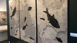 Labor Day Fossil Fish Cleaning