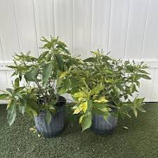 Image result for Acalypha polymorpha