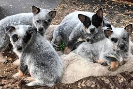 We did not find results for: 4directions Cattle Dogs Australian Cattle Dogs In The North West