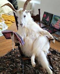 Emmanuel Acho On Twitter Funny Animals Cute Animals Funny Animal Pictures