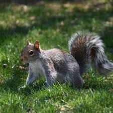 Image result for squirrel poop