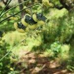 Image result for Cynoglossum amplifolium