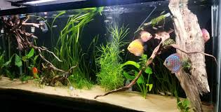 Aquarium S Light At His Peak Fluval Spectrum Plant Spectrum Led 6500k Mode Pro Aquariums
