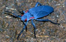 Maybe you would like to learn more about one of these? Red Shouldered Bug What S That Bug