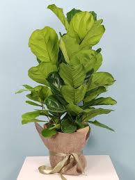 Image result for Epipremnum en casa