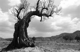 El Arbol Seco Arbol Seco Arboles Hojas De Arbol