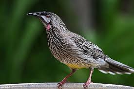 Australian Bird With Red Cheeks 