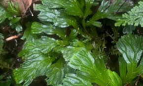 Image result for Blotiella sinuata
