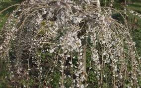 Dwarf flowering cherry blossom tree. Prunus Snow Showers Flowering Cherry Tree For Sale