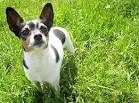 Rat Terrier Dog Breed Profile | Petfinder