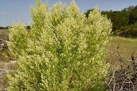 Image result for Agrocharis