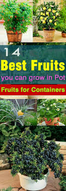 Best Fruits To Grow In Pots Fruits For Containers Indoor Vegetable Gardening Plants Growing Vegetables