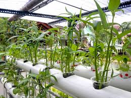 Hidroponik adalah cara menanam modern yang biasa dipakai oleh para petani masa kini. Bahan Atap Rumah Hidroponik Cek Bahan Bangunan