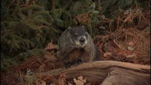 Shubenacadie sam es una famosa marmota canadiense que vive en el parque de vida silvestre shubenacadie en la. Groundhog Day With Nova Scotia S Shubenacadie Sam Youtube