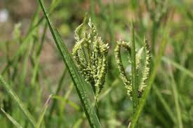 Image result for Eleusine coracana