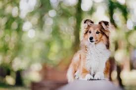 En Zeki Kopek Cinsleri My Animals