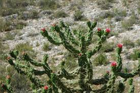 Image result for Austrocylindropuntia