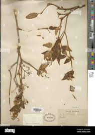 Image result for Dissotis longisepala