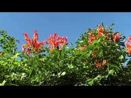 Lataa korkealaatuisia closeup flowering arizona honeysuckle shrub kuvia, piirroksia ja vektoreita, jotka sopivat täydellisesti projektisi budjettiin. Tecomeria Capensis Cape Honeysuckle Youtube