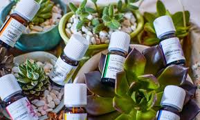 It safe to use by mix with water into humidifier or diffuser. Zenergy Organic Pure Essential Oils Essential Oils Malaysia