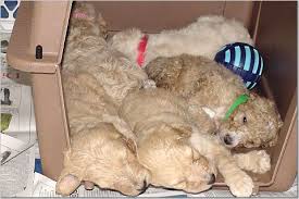 Every goldendoodle we raise is fed high quality canidae kibble and tomlyn high calorie dietary supplement for puppies. Crate Training Goldendoodle Puppies By Moss Creek Goldendoodles In Florida English Goldendoodle Puppies