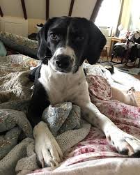 Beagle Cocker Spaniel Mix Black And White Cocker Spaniel X Beagle Bocker Beagle Mix Dogs Mixed Breed Dogs