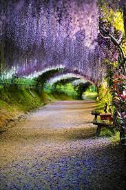 Wisteria Tunnel At Kawachi Fuji Garden Kitakyushu Fukuoka Japan Wisteria Tunnel Wisteria Garden Wisteria Tree
