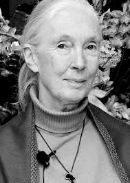 Gazette archives show Jane Goodall visiting Rimrock Elementary School in  Billings in May of 1997. Goodall died in Los Angeles at age 91.