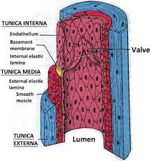 Smooth muscle diagram class 9. The Role Of Vascular Smooth Muscle Cells In The Physiology And Pathophysiology Of Blood Vessels Intechopen