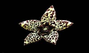 Image result for Orbea knobelii