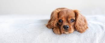 yavru kopek bakim rehberi unique pet food