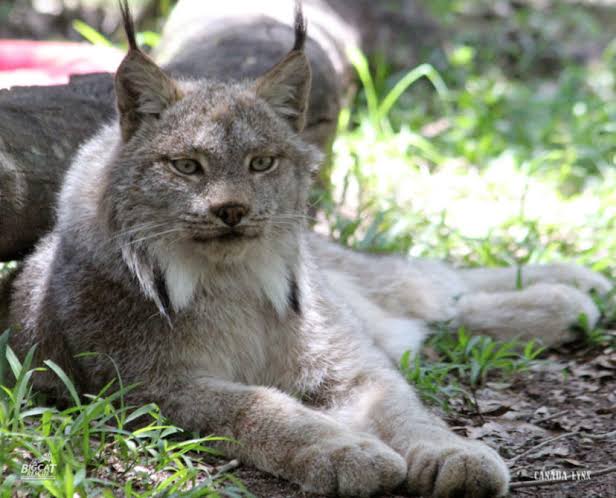 Mga resulta ng larawan para sa Canada Lynx breed"