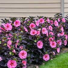 Image result for Hibiscus noldeae