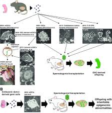 Check spelling or type a new query. Development Of Various Culture Techniques For Sscs A Stem Cell Lines Download Scientific Diagram