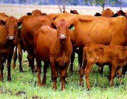 Black And White Cow Breeds Australia The Africander Was Used With Shorthorn In Developing The Bonsmara Breed And With Holstein In Creating The Drakensberger Africand Breeds Cattle Animal Science