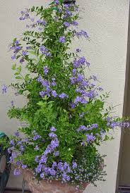 Image result for Duranta erecta