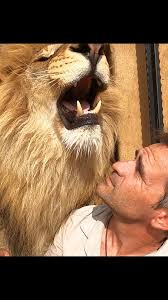 George the LION says 'Hello.' #cat #wildlife #nature