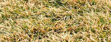 You need to water new sod often to ensure it takes root, but watering it too much is possible. Is My Lawn Dead Difference Between Dead And Dormant Grass
