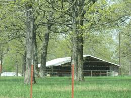 Driving To Church Saw This Barn In The Woods Being Used To Store Hay And Feed Cows 4 15 Old Buildings Barn Tree