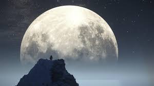 Kitty cashew she opened the gate in a particularly cute and