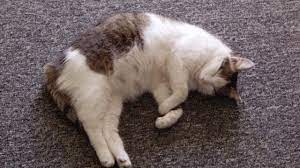 Once ovulation has occurred, the female cat will go out of heat within a day or two. Cat Pregnancy Stages Everything You Need To Know Petpace Blog