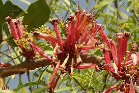 Image result for Tapinanthus