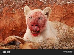 Mar 16, 2001 · by andrew harding in nairobi, kenya lions in tanzania are being driven to an early grave by swarms of bloodthirsty flies. Proof The Tiger Did Not Defeat The Asiatic Lion In The Mogul Period Page 9 Wildanimalwarfare