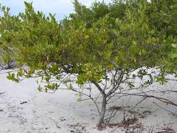 Image result for Conocarpus erectus