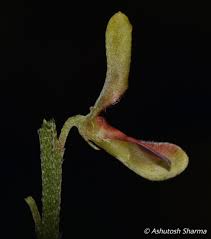 Image result for Indigofera arrecta