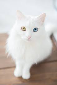 The Ethics Of Cuteness A Closer Look At 12 Trendy Cat Mutations Angora Cats Cute Cats And Kittens Pretty Cats